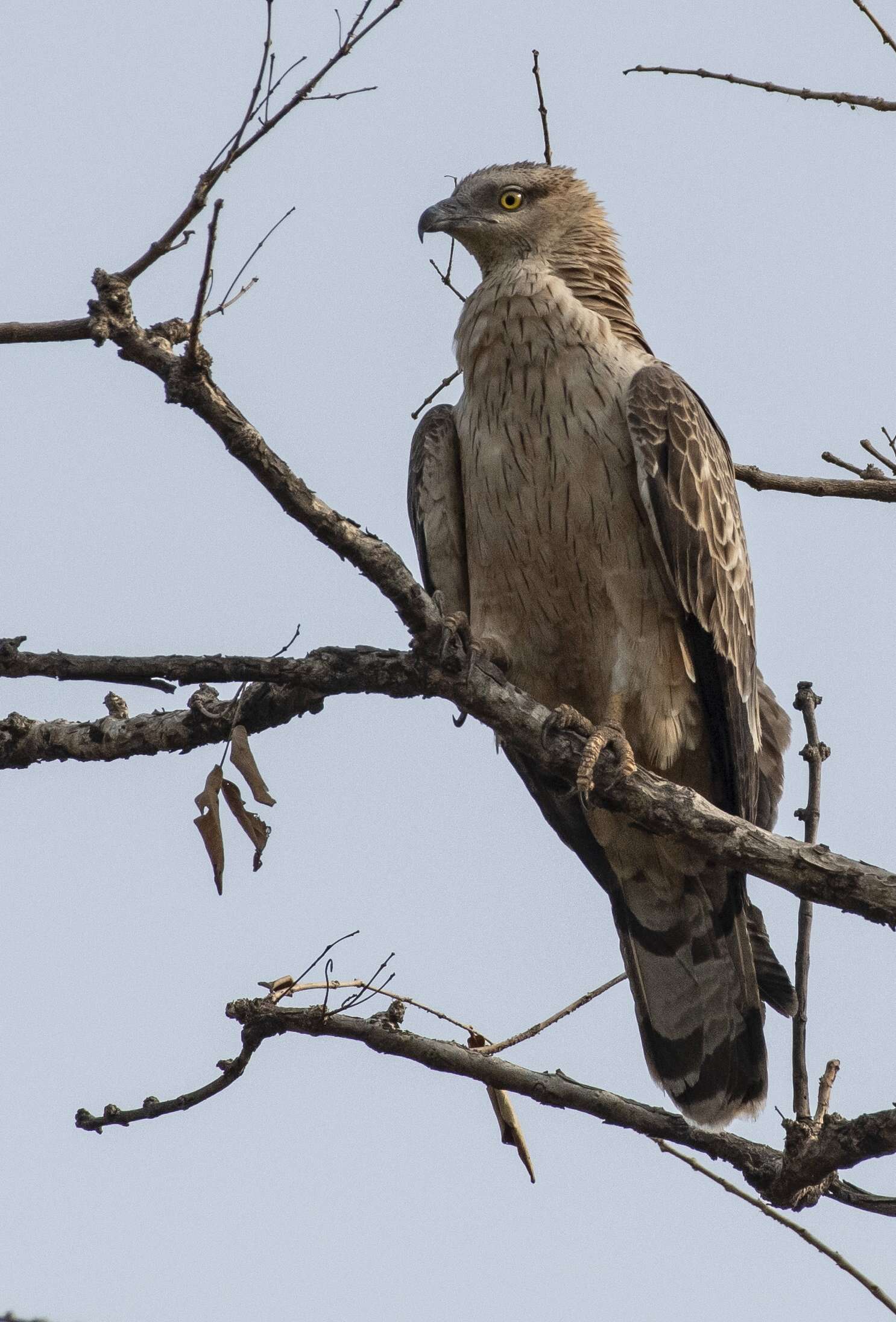 Image of Crested Honey Buzzard