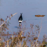 Image of Pied Stilt