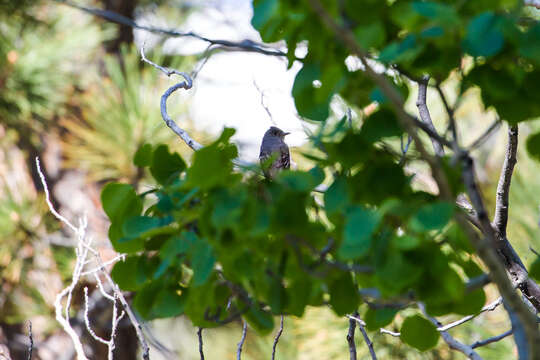 Image of Western Wood Pewee