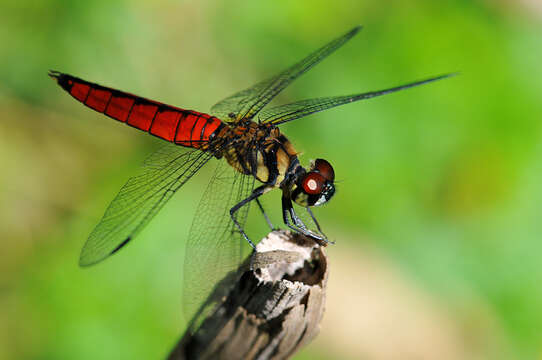 Image of Lyriothemis Brauer 1868