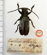 Image of Callimetopus albatus (Newman 1842)