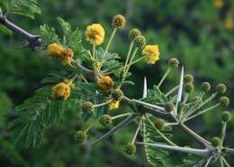 Plancia ëd Vachellia nilotica