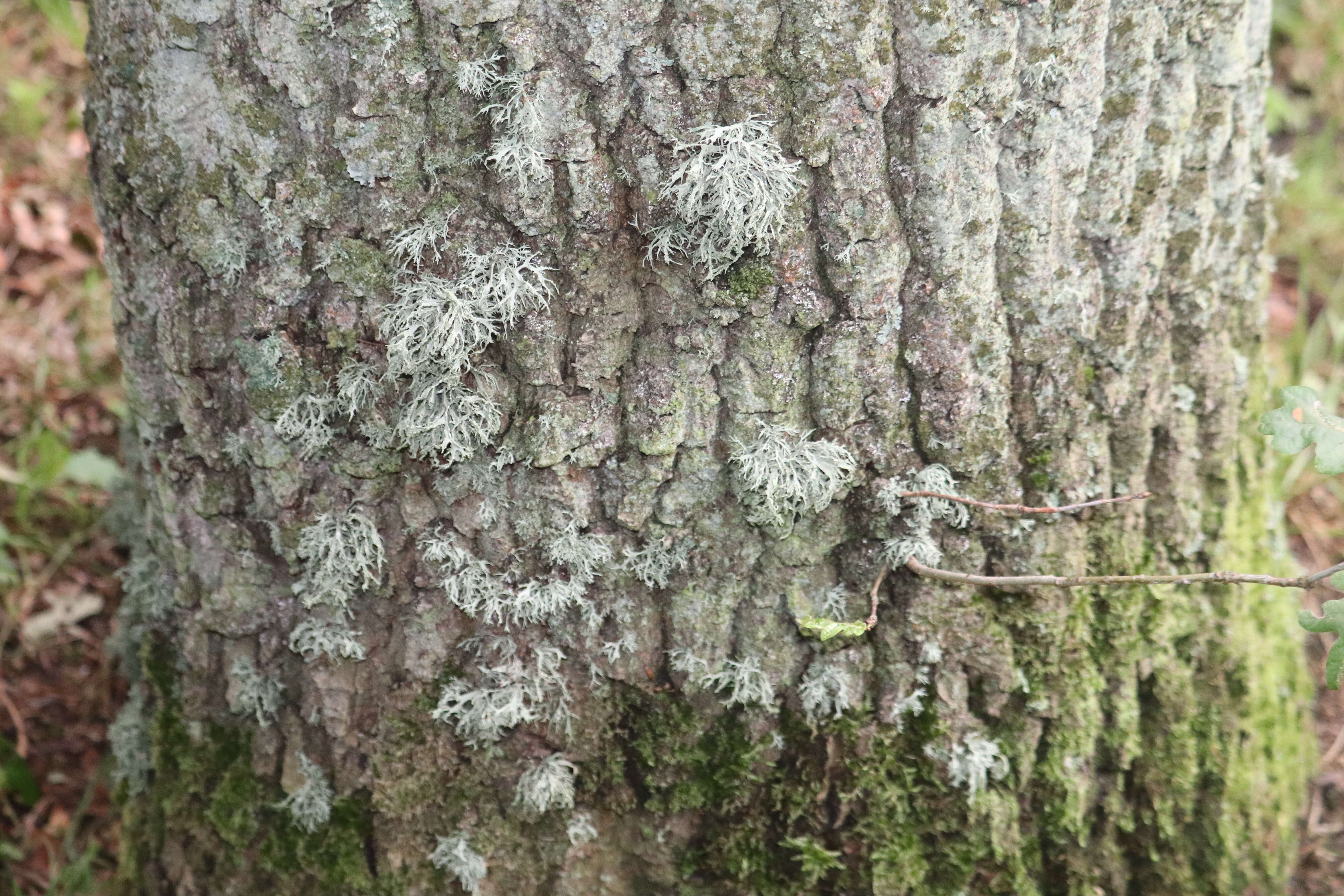 Image of farinose cartilage lichen