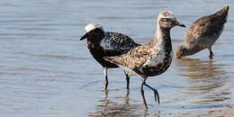 Image of Short-billed Dowitcher