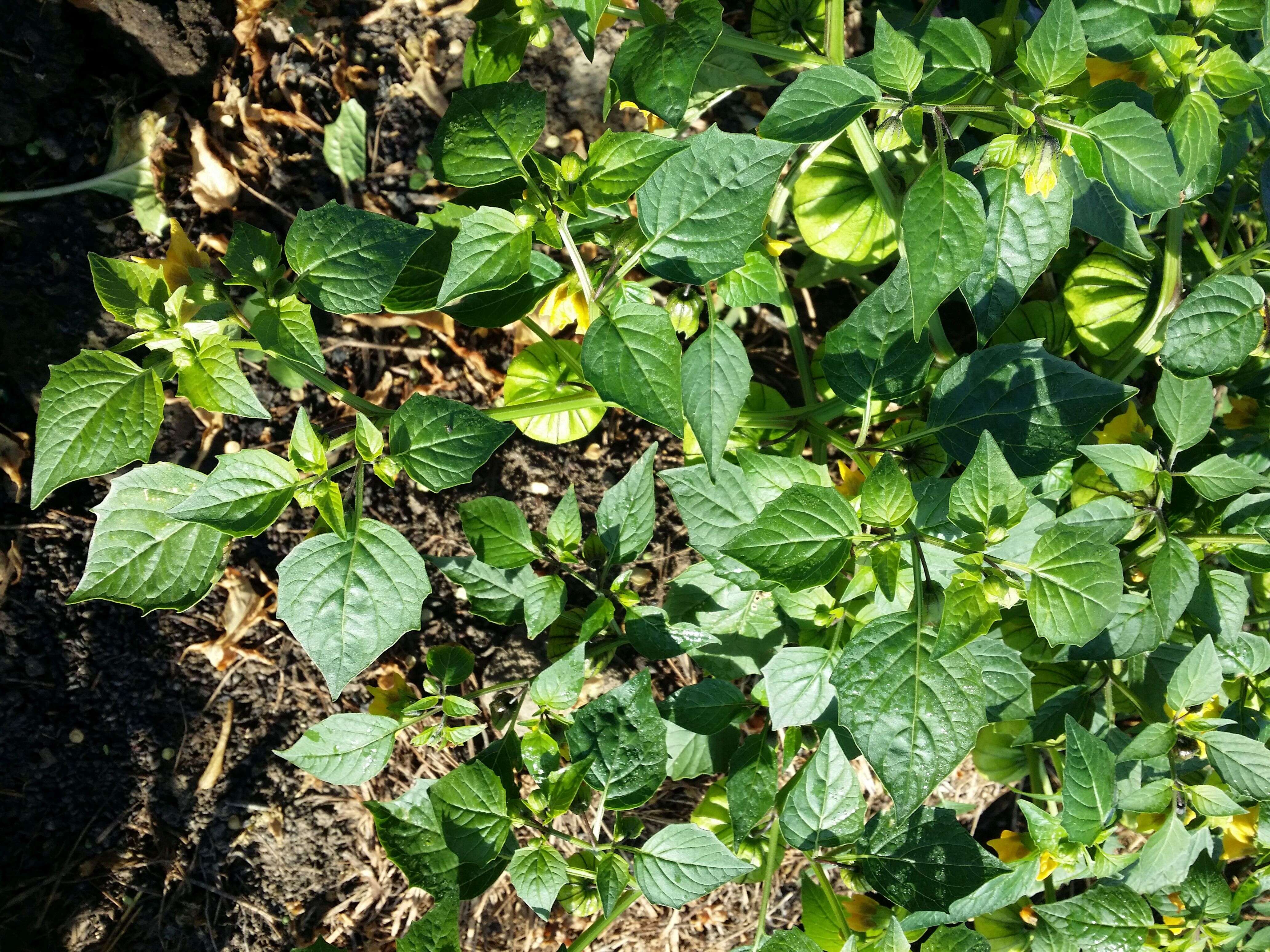 Image of Mexican groundcherry