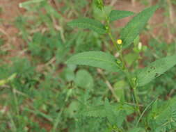 Image of common wireweed