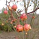 Image of Siberian crab apple