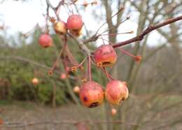 Image of Siberian crab apple