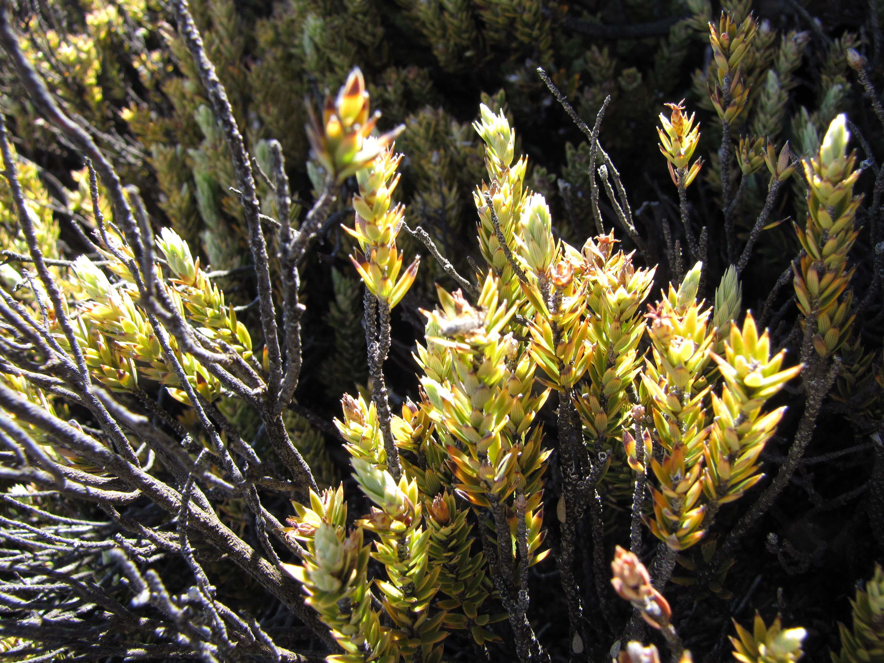 Image of Trupanea crassipes (Thomson 1869)