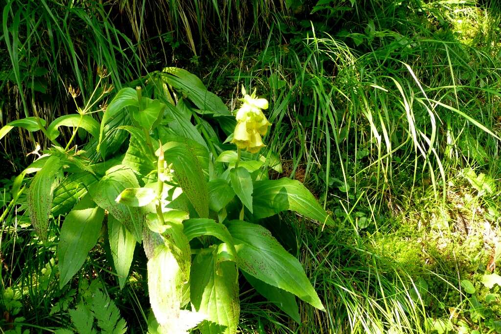 Imagem de Digitalis grandiflora Mill.