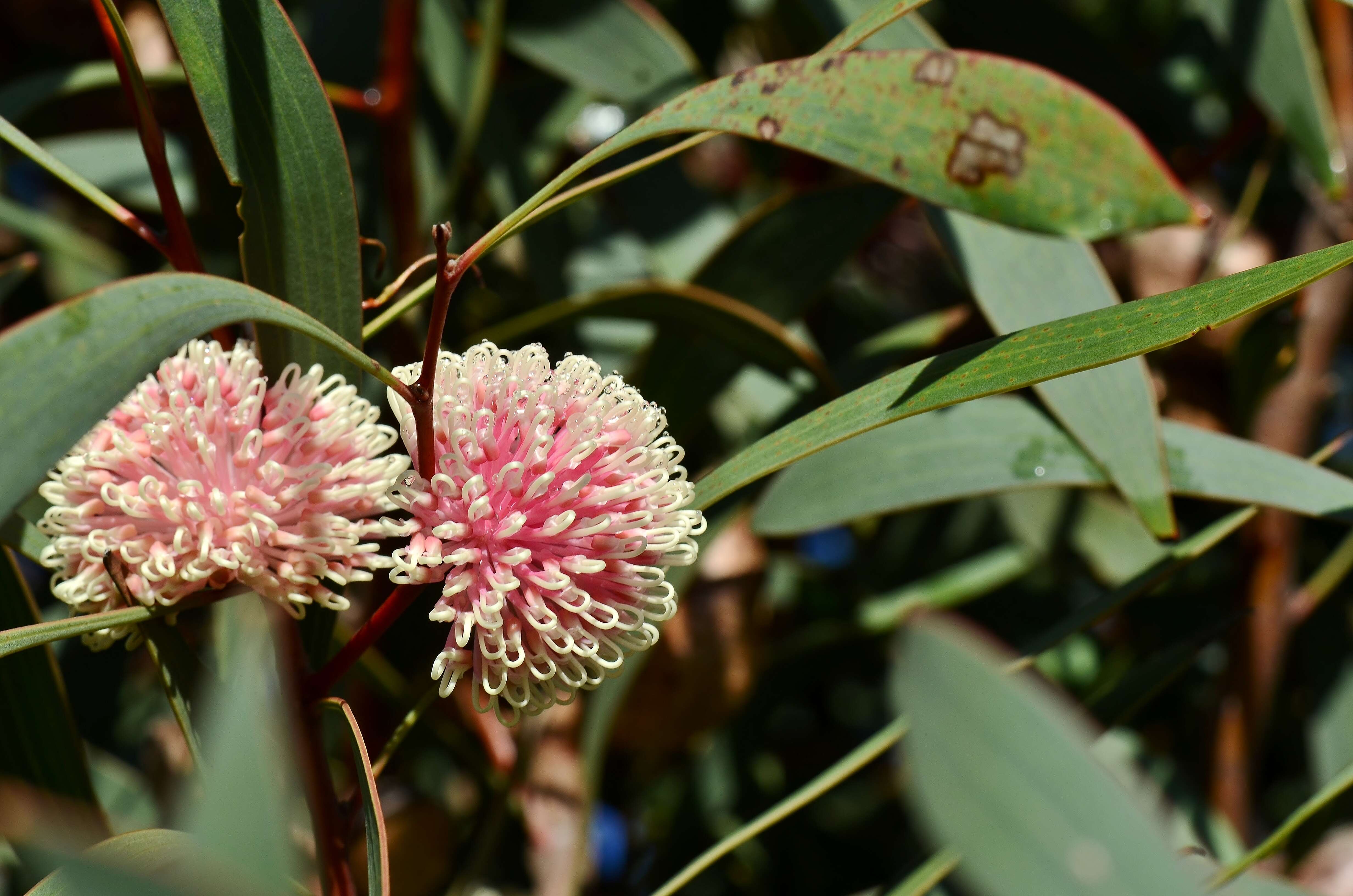 Imagem de Hakea laurina R. Br.