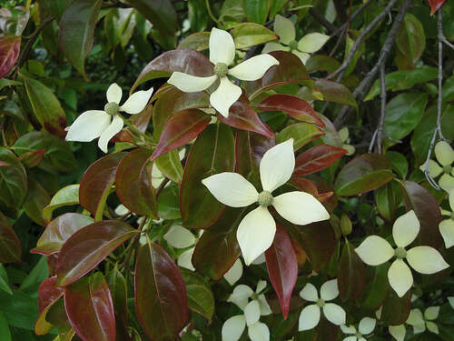 Image de Cornus capitata subsp. angustata (Chun) Q. Y. Xiang