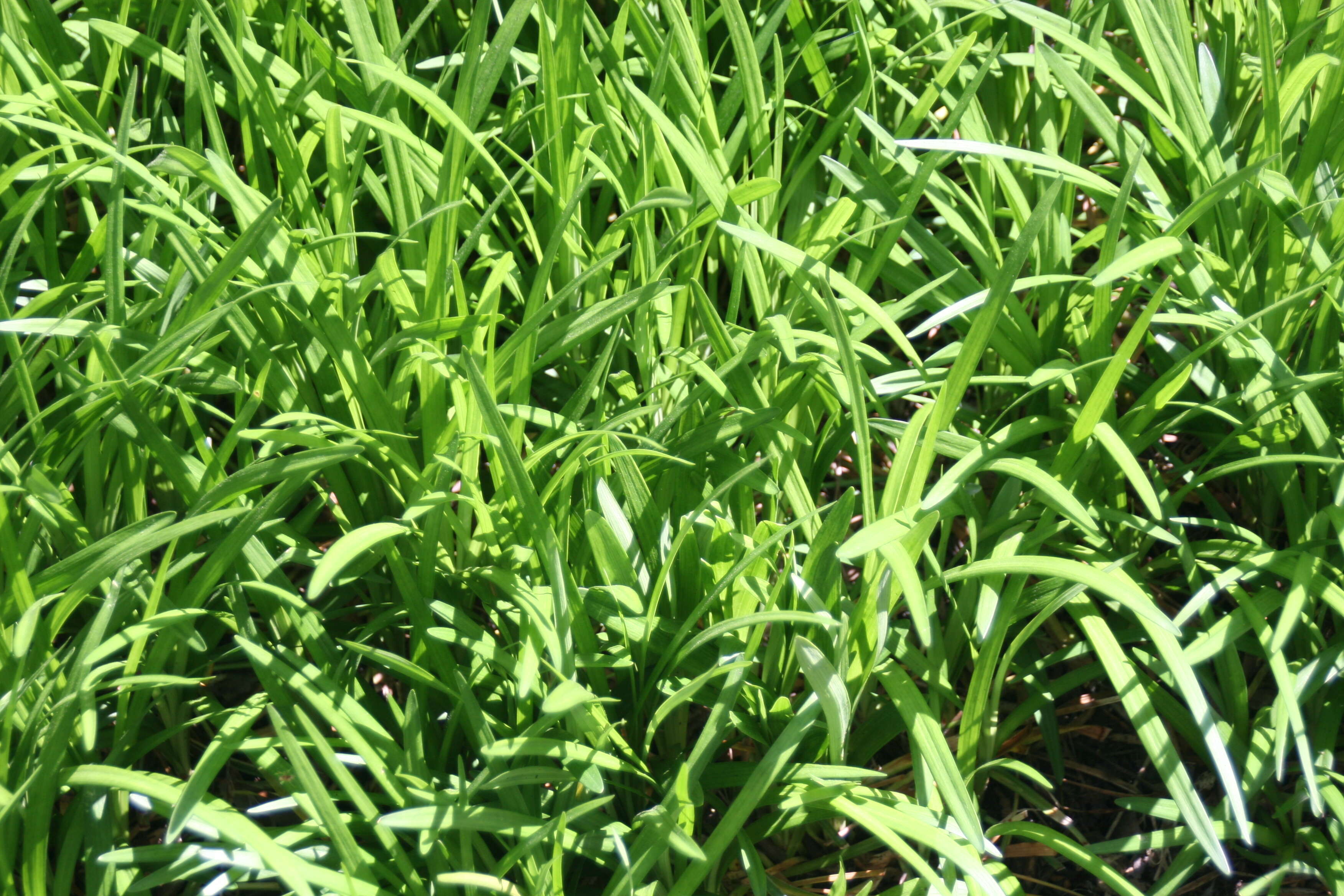 Image of Big blue lilyturf'