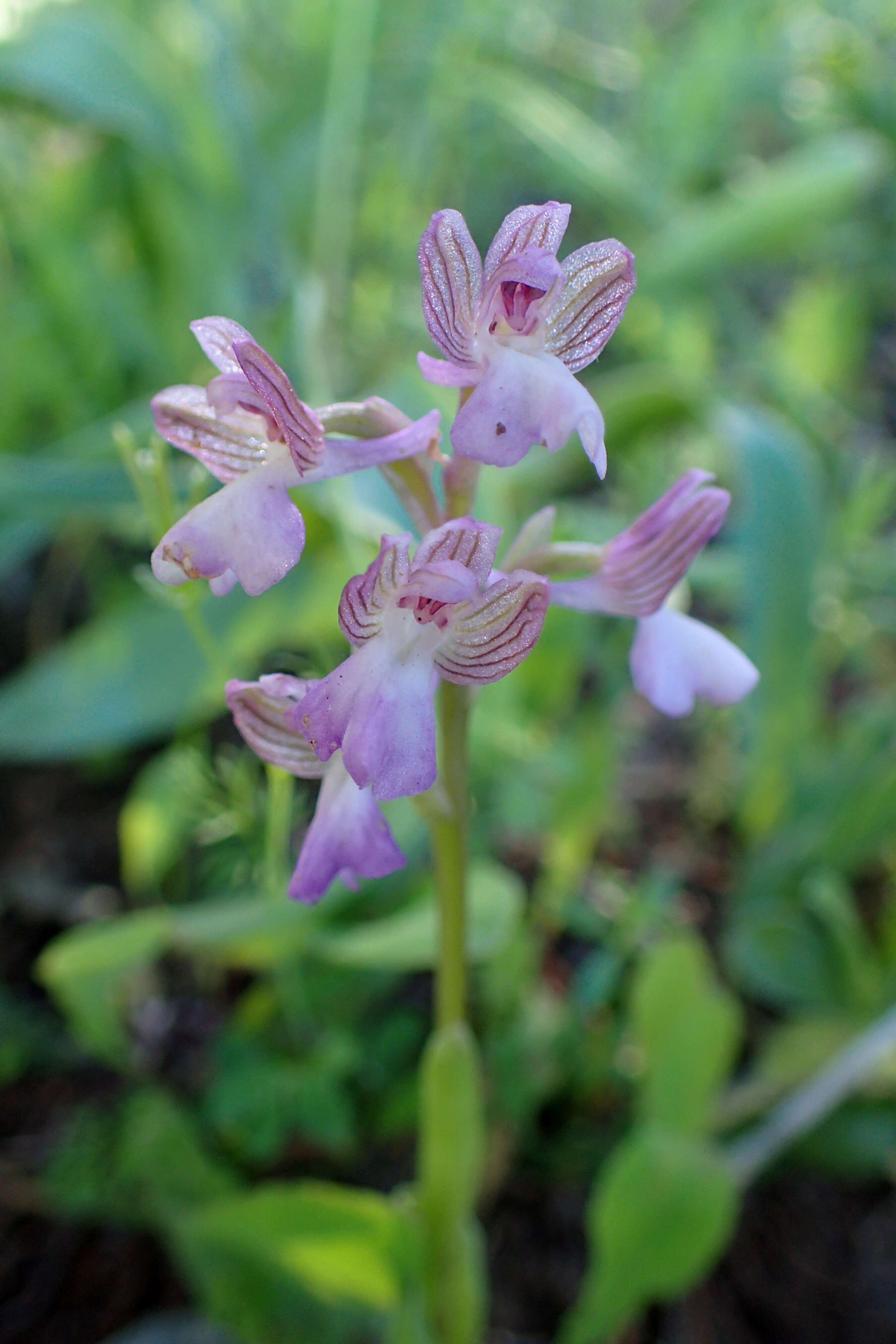 Anacamptis morio subsp. syriaca (E. G. Camus) H. Kretzschmar, Eccarius & H. Dietr.的圖片