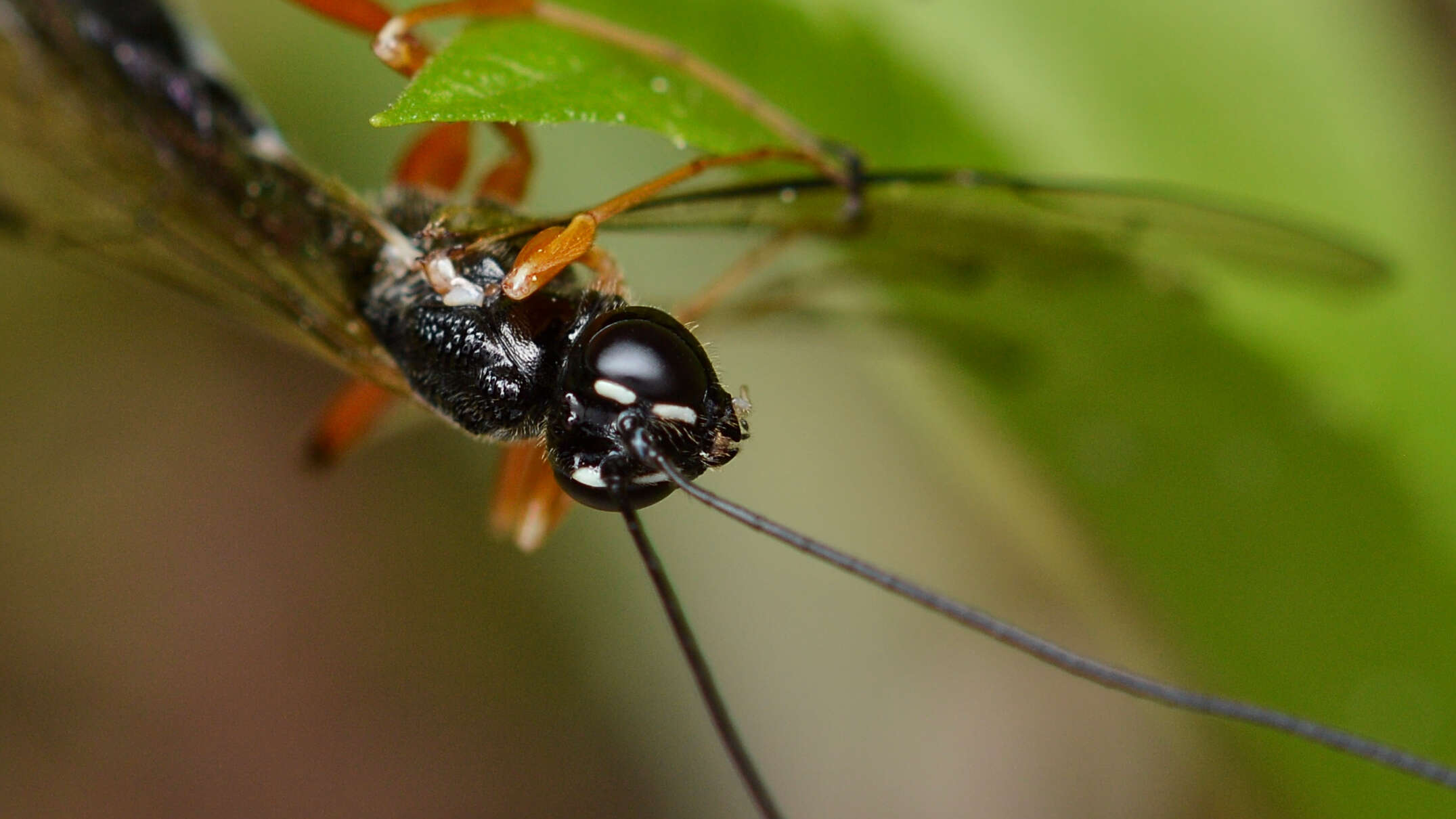 Image of Rhyssella nitida (Cresson 1864)