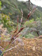 Image of golden false beardgrass