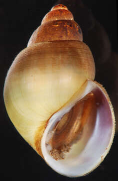 Image of Brown Mystery Snail