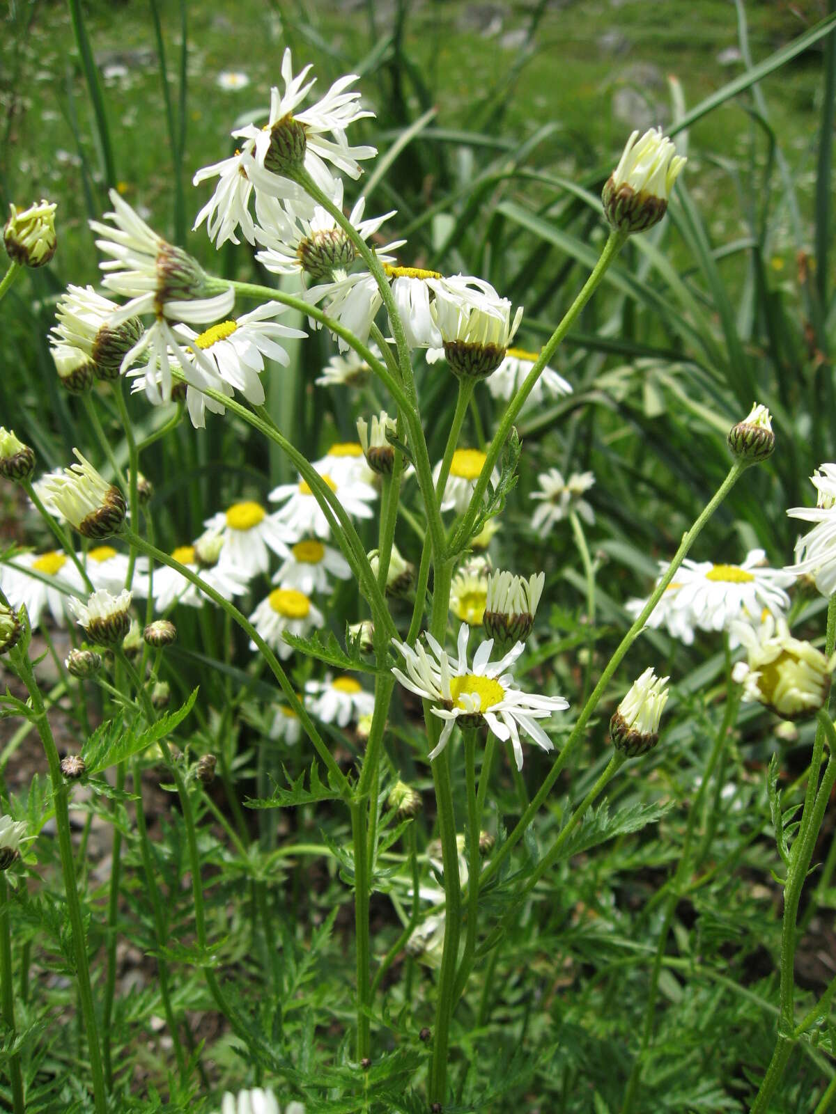 Image of corymbflower tansy