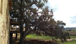 Image of Holm Oak