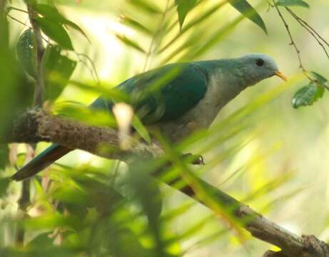 Image of Banggai Fruit Dove