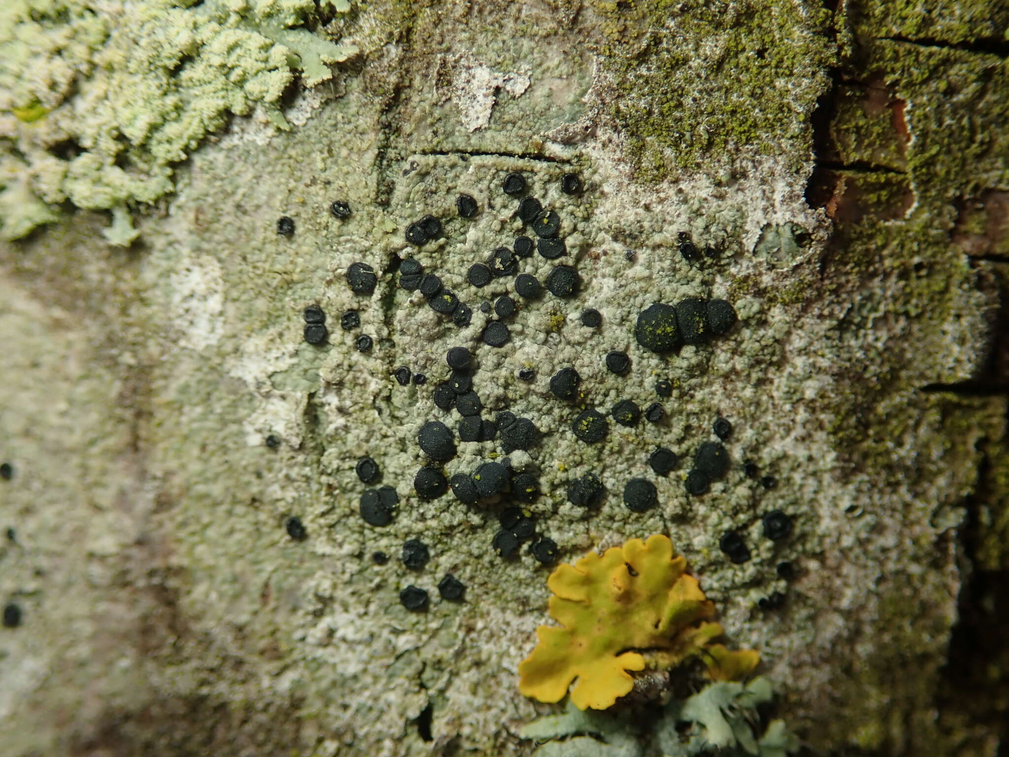 Image de Lecidella elaeochroma (Ach.) M. Choisy