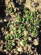 Image of birdeye speedwell