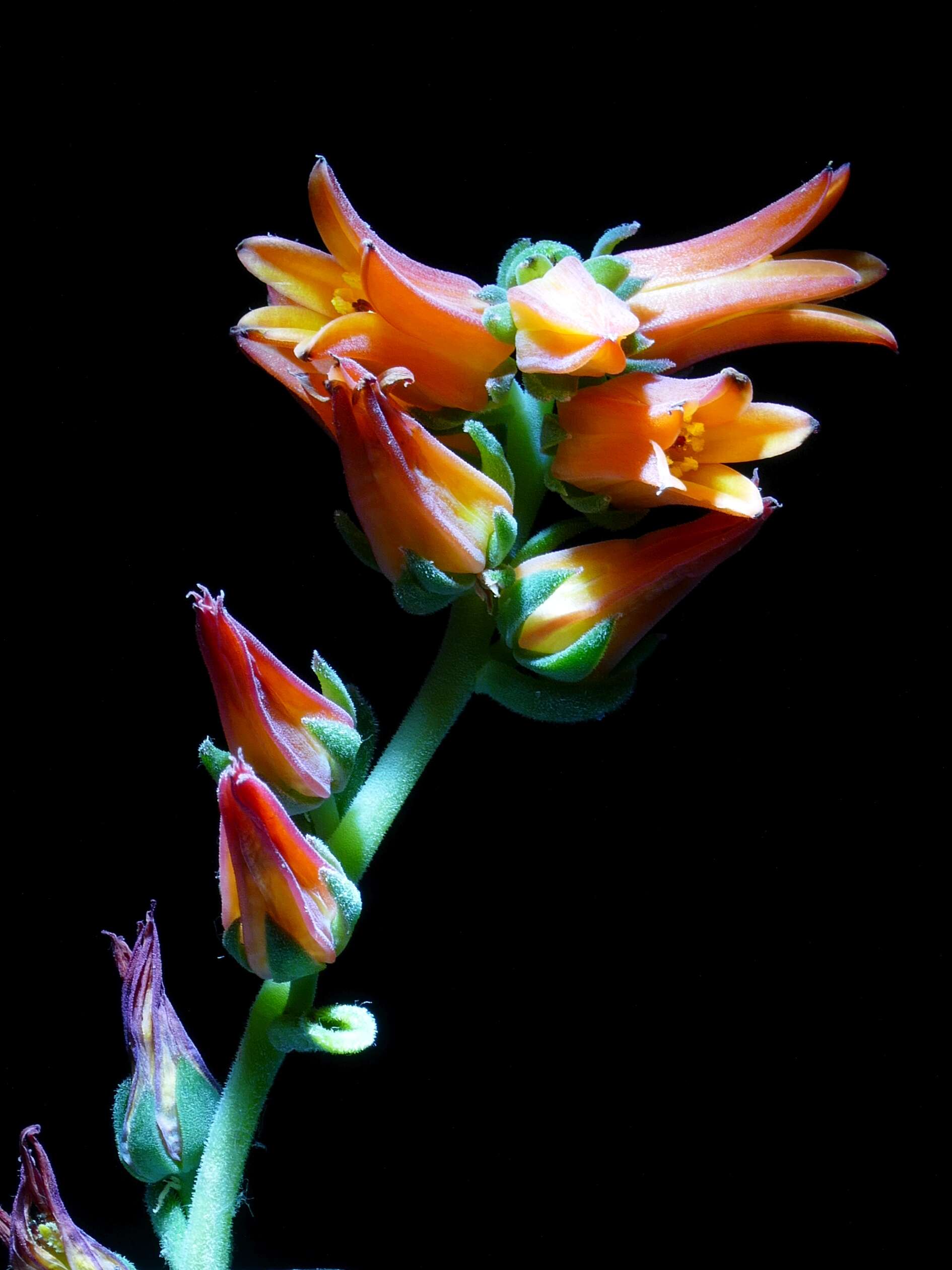 Image of Echeveria elegans Rose