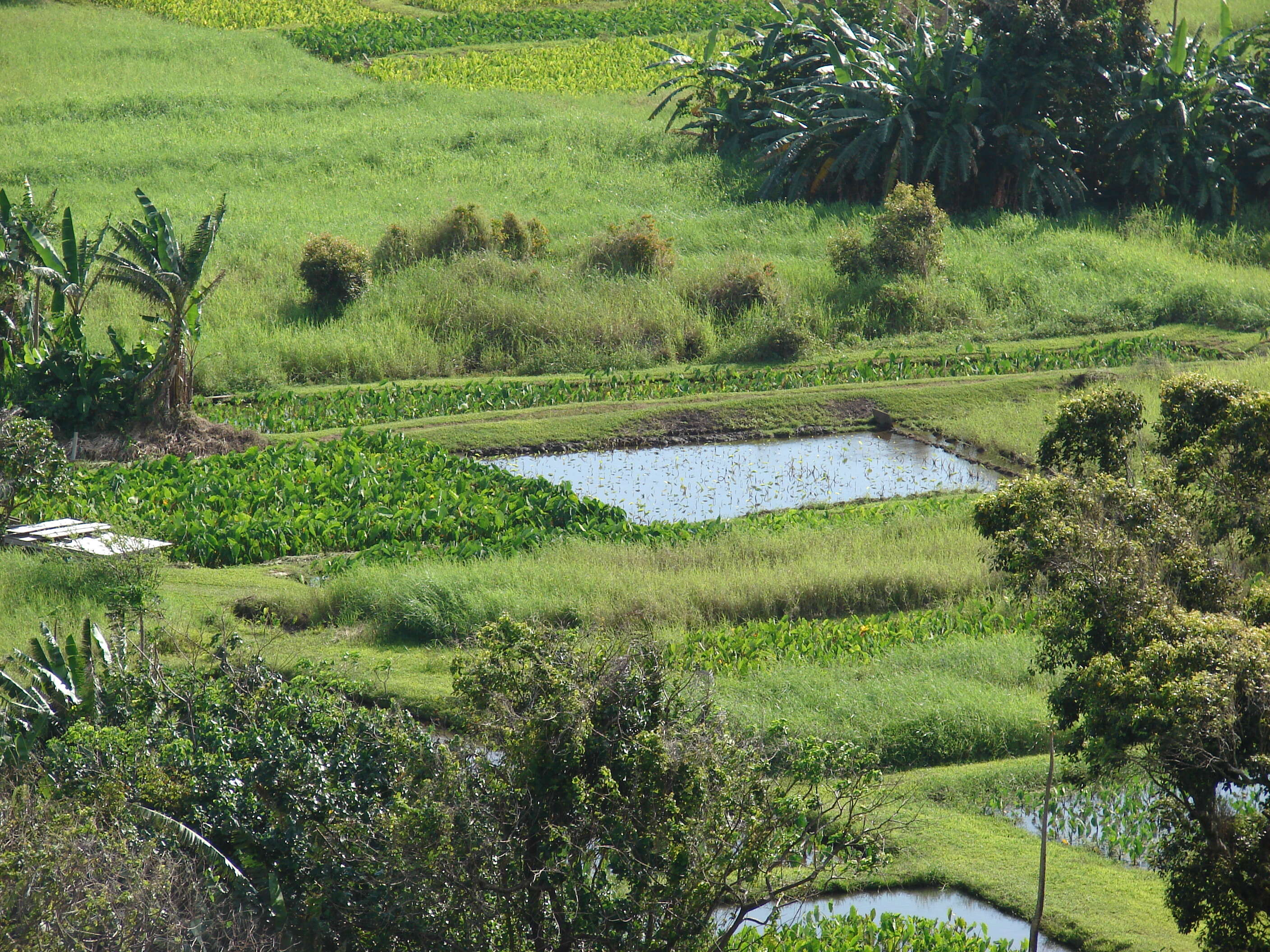 Image of Wild Taro