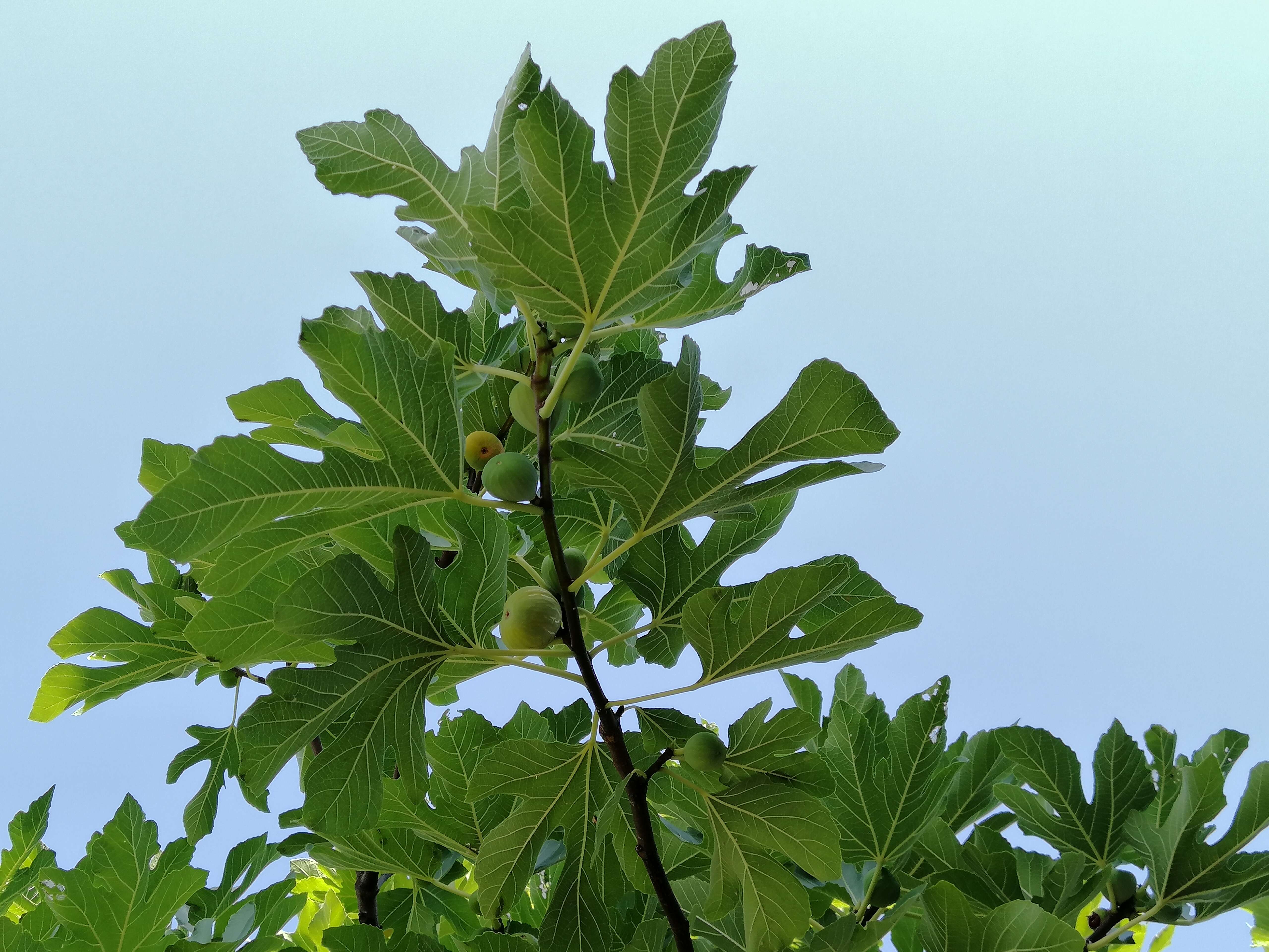 Plancia ëd Ficus carica L.