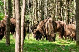 Image of European Bison