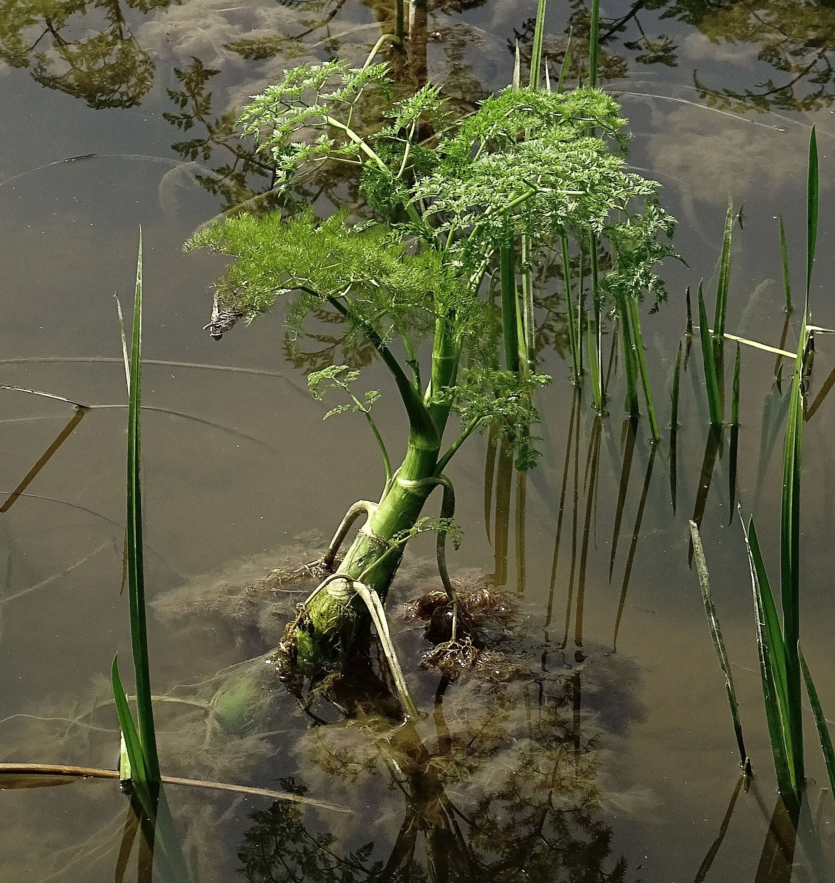 Imagem de Oenanthe aquatica (L.) Poir.