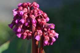 Image of Siberian-tea