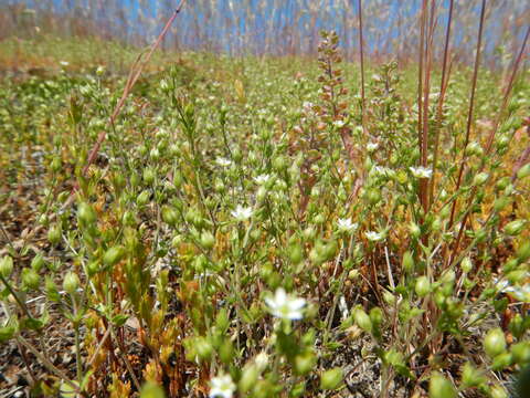 Image of Thyme-leaved Sandwort