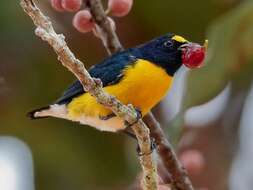 Euphonia minuta Cabanis 1849的圖片