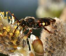 Слика од Nomada leucophthalma (Kirby 1802)