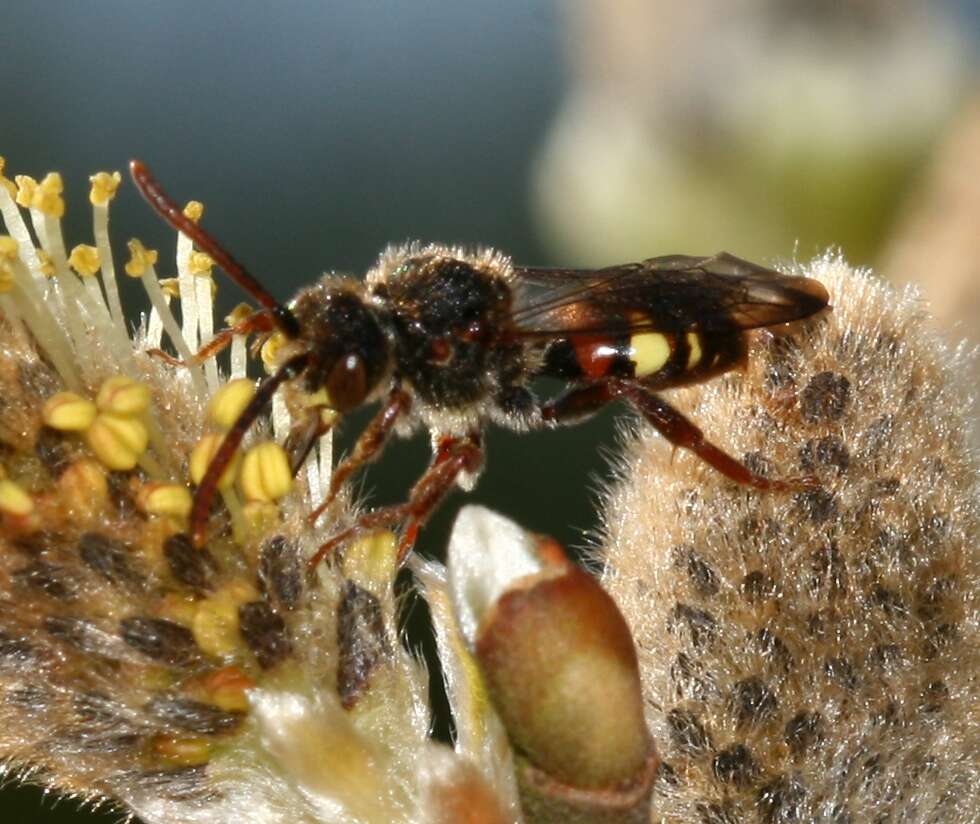 Image of Nomada leucophthalma (Kirby 1802)