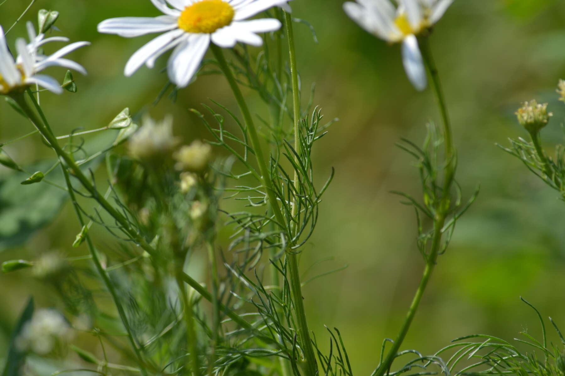 Anthemis arvensis L. resmi