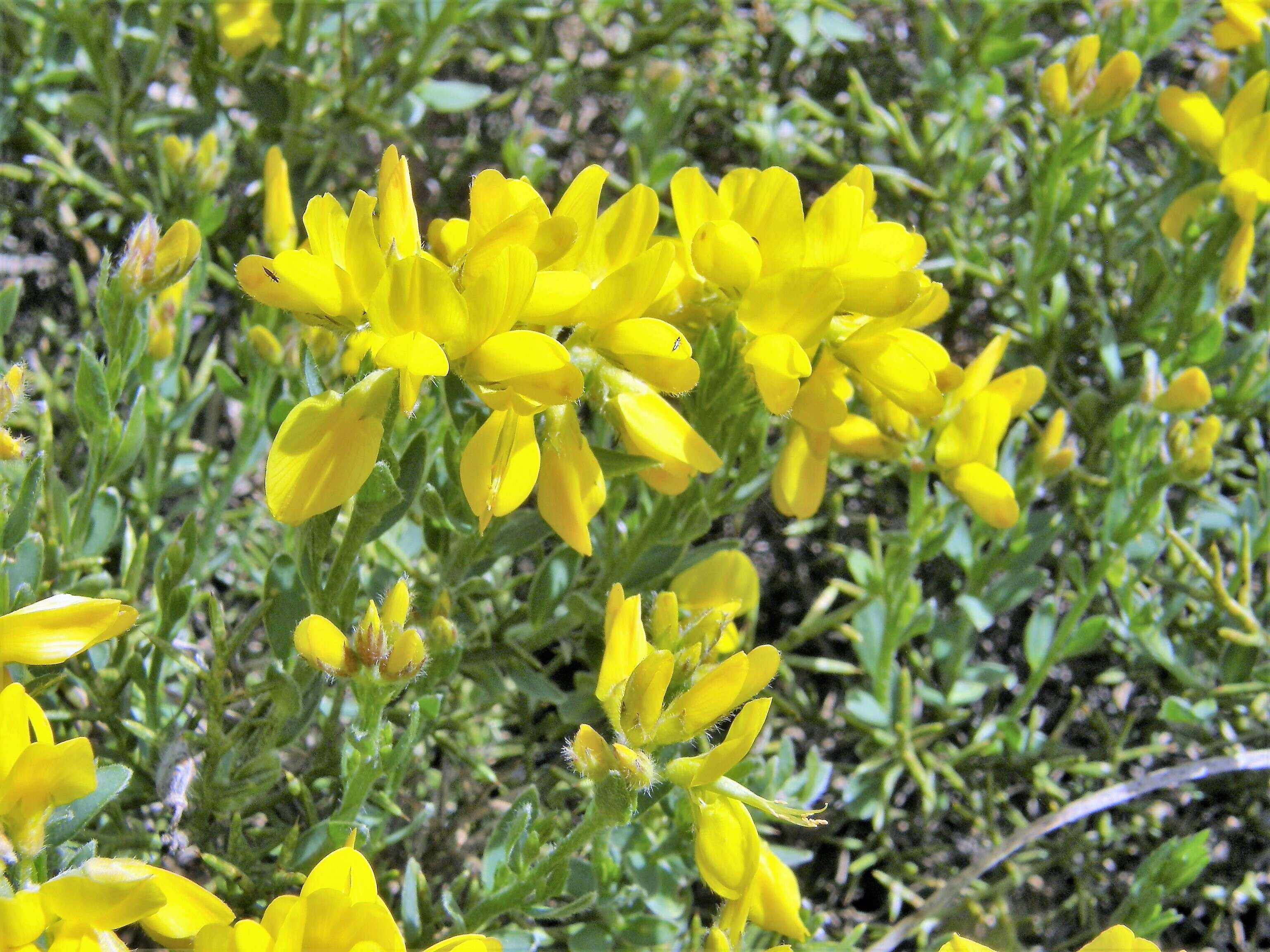 Image of Genista hispanica L.