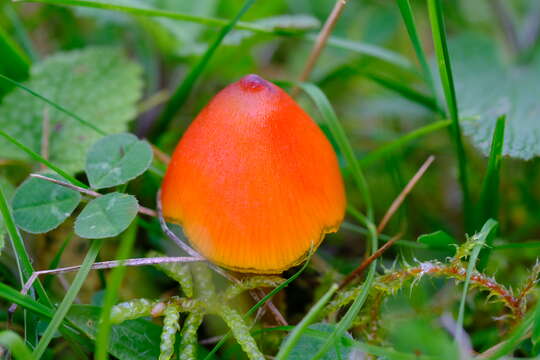 Image de Hygrophore conique