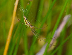 Image de Tetragnatha extensa (Linnaeus 1758)