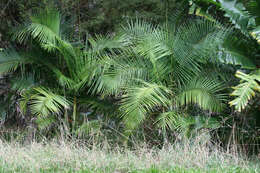 Image of Dypsis baronii (Becc.) Beentje & J. Dransf.