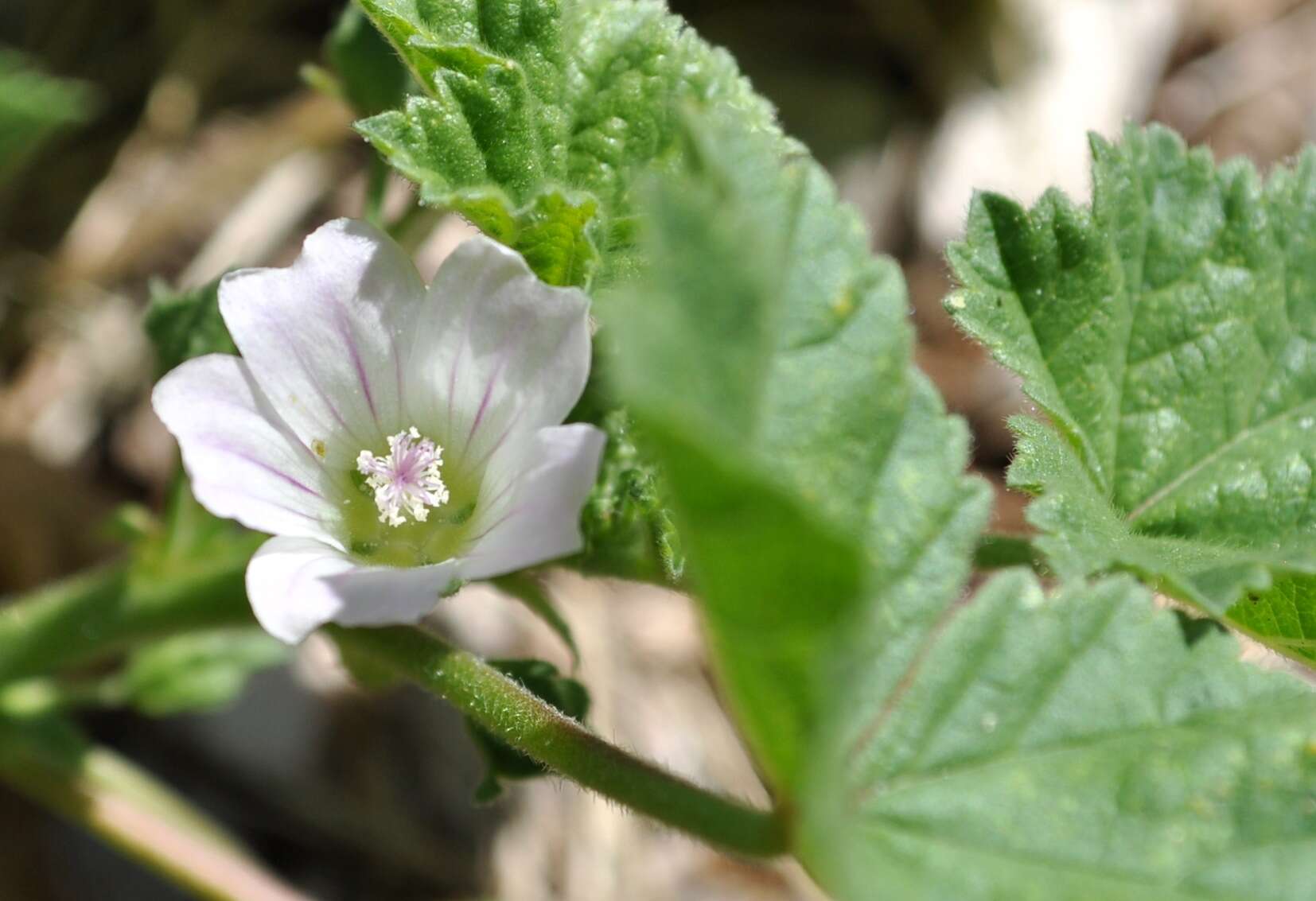 Image of common mallow