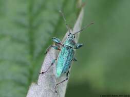 صورة Phyllobius (Phyllobius) arborator (Herbst 1797)