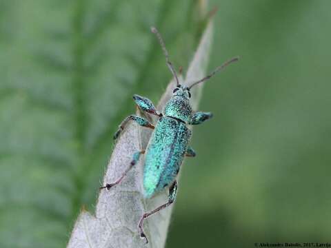 Image of Phyllobius (Phyllobius) arborator (Herbst 1797)