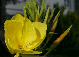 Image of common evening primrose