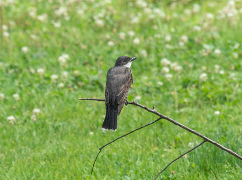 Image of Eastern Kingbird