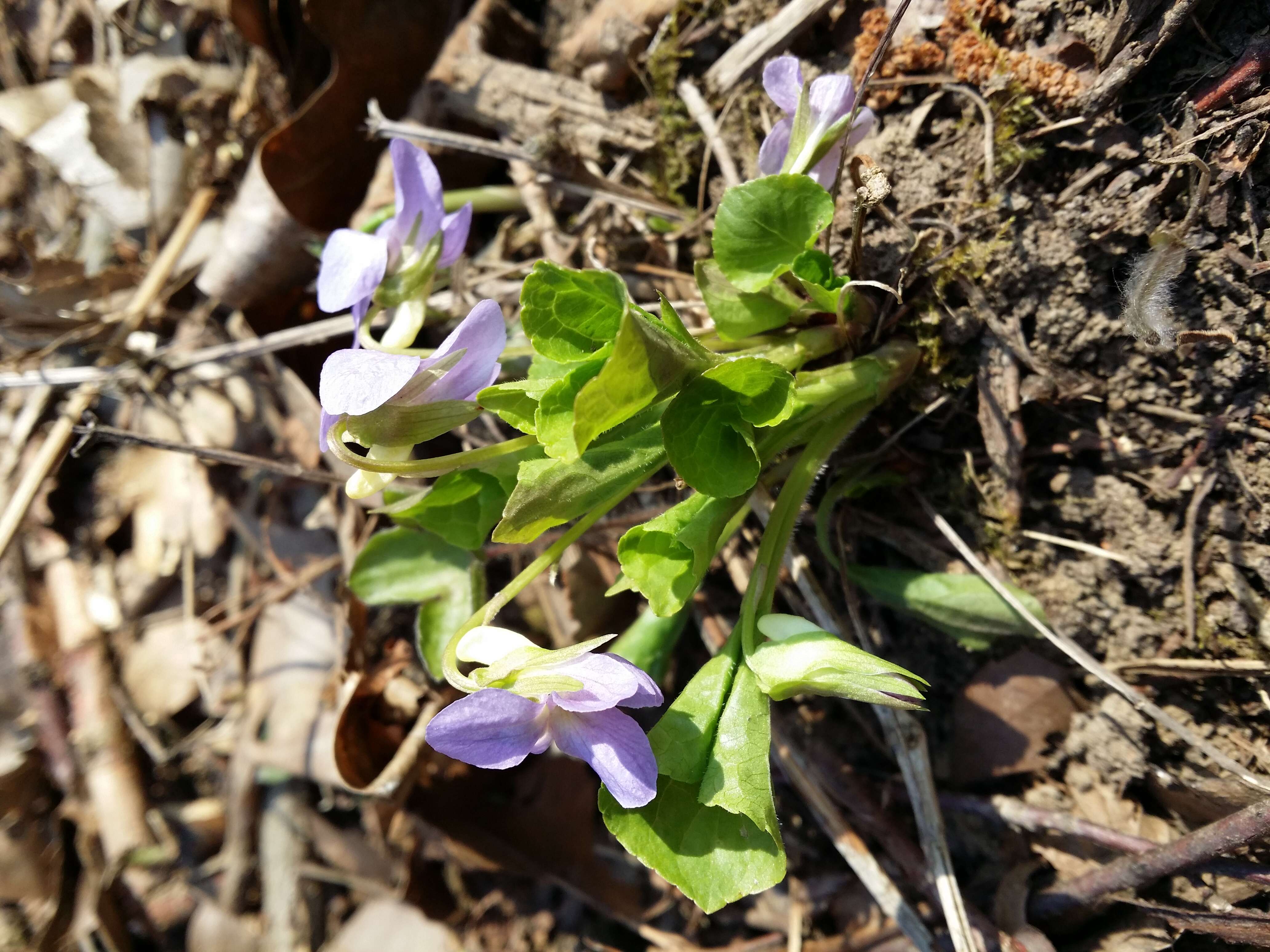 Слика од Viola mirabilis L.