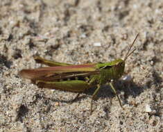 Chorthippus (Glyptobothrus) biguttulus (Linnaeus 1758) resmi