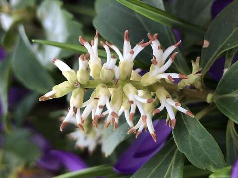 Image of Japanese pachysandra