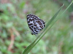 Image of Common Pierrot